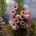 Erica viscaria subsp. gallorum