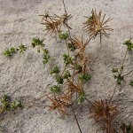 Adenogramma rigida
