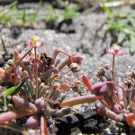 Hypertelis trachysperma