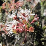 Agathosma trichocarpa