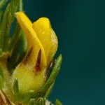 Aspalathus cliffortiifolia