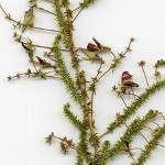 Aspalathus retroflexa subsp. bicolor